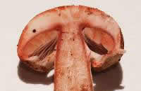 Gills and stem of Agaricus sylvaticus, Blushing Wood Mushroom
