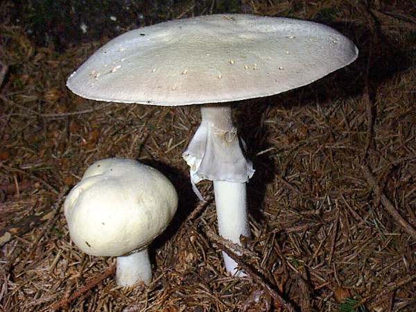Agaricus sylvicola - Wood Mushroom