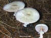 Agaricus sylvicola, Wood Mushroom