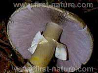 Gills of Agaricus sylvicola