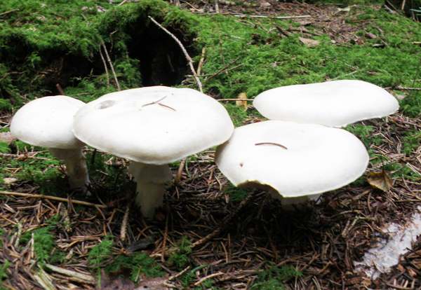 Wood Mushrooms, Agaricus sylvicola, in a spruce forest