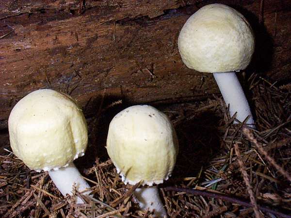 Young Wood Mushroom fruitbodies, West Wales UK