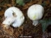 Field mushrooms and their relatives