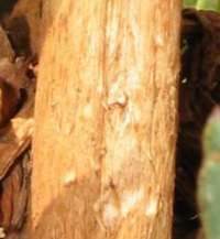 Fibrillose stem of Battarrea phalloides