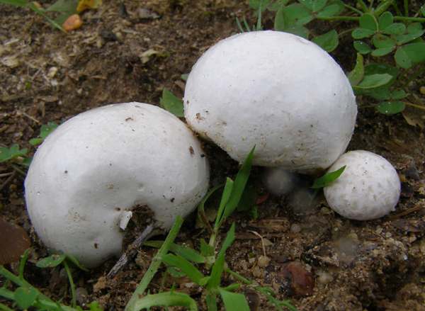 Edible Puffballs in your front lawn – A Look at Calvatia Species