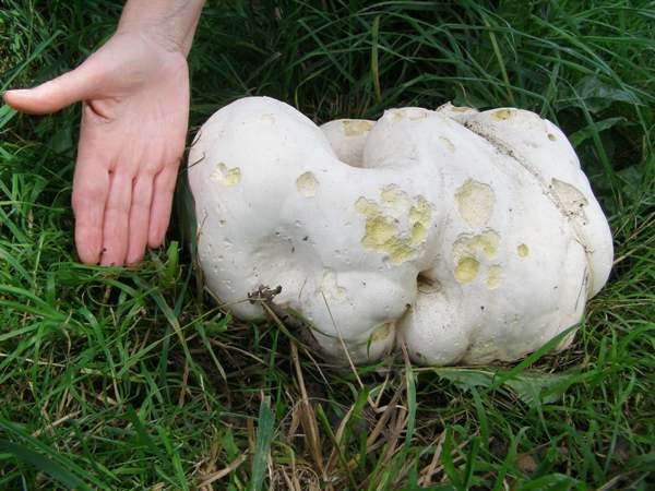 Edible Puffballs in your front lawn – A Look at Calvatia Species