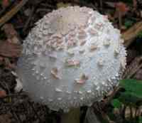 Cap of Chlorophyllum rhacodes - Shaggy Parasol