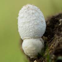 Young cap of Coprinus sterquilinus