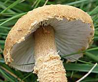 Gills and stem of the Earthy Powdercap
