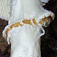 Stem of Lepiota ignivolvata