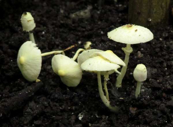 Leucocoprinus birnbaumii, Plant Pot Dapperling, in soil in a large greenhouse
