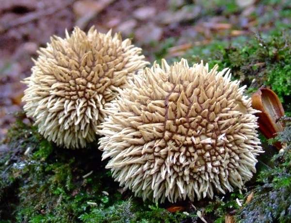 Lycoperdon echinatum - Spiny Puffball - Forest of Dean