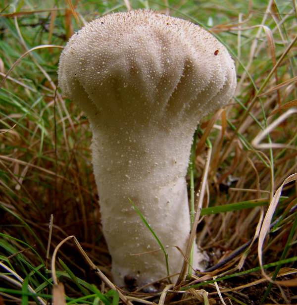 Lycoperdon excipuliforme = Handkea excipuliforme - Pestle Puffball, Scotland