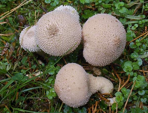 Lycoperdon perlatum, Common Puffball, Wales