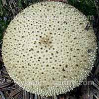 Warts on Lycoperdon perlatum - Common Puffball 