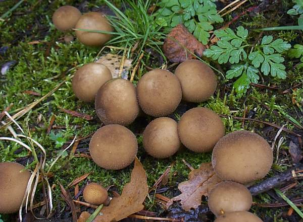 Lycoperdon pyriforme, Stump Puffball, on buried timber, Wales