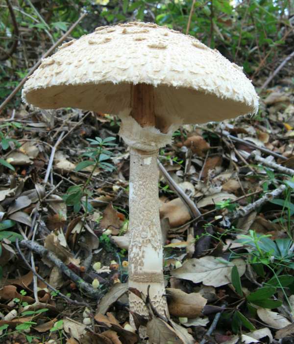 Macrolepiota procera - Parasol Mushroom, Hampshire, England