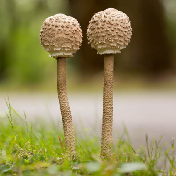 Parasol Mushrooms, Hampshire