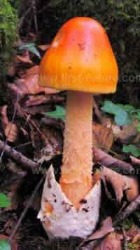 Amanita crocea before the cap is fully expanded