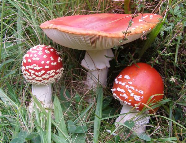 A beautiful pair of Fly Agaric mushrooms beside a forest track in Scotland