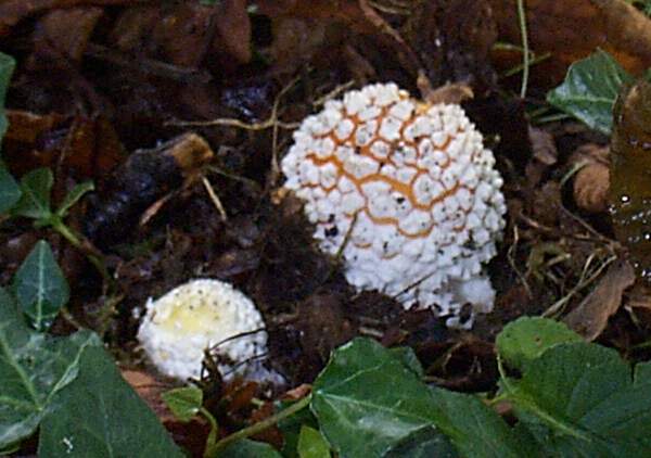 Young Amanita muscaria fruitbodies are covered entirely in pointed white warts