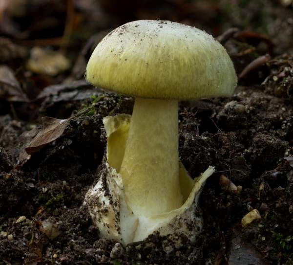 Amanita phalloides - Deathcap mushroom