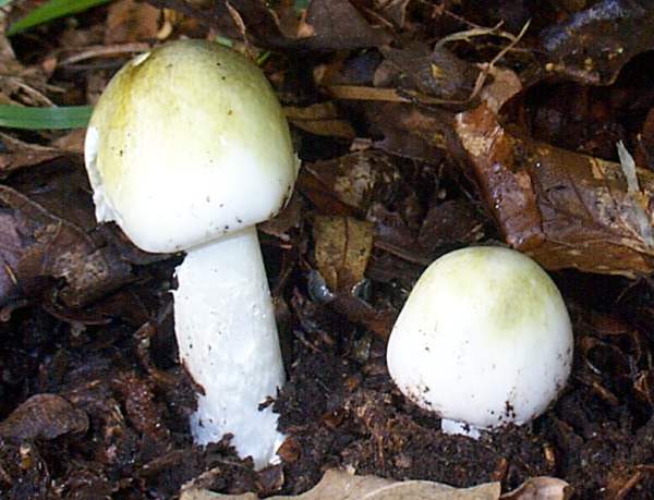 Young white  cap of Amanita phalloides
