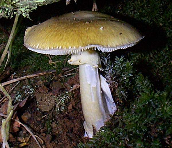 Amanita phalloides - Deathcap mushroom beneath an old oak tree in Wales