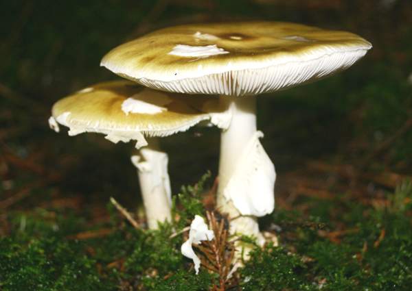 A fairy ring of Deathcap mushrooms, Amanita phallopides