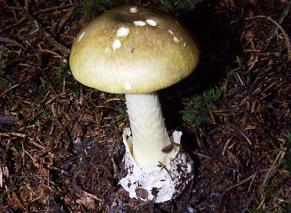 Deathcap in a spruce wood, West Wales