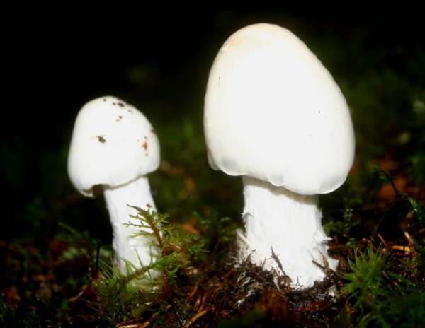Young specimens of Destroying Angels in a Swedish forest