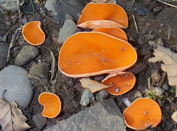 Aleuria aurantia - Orange Peel Fungus