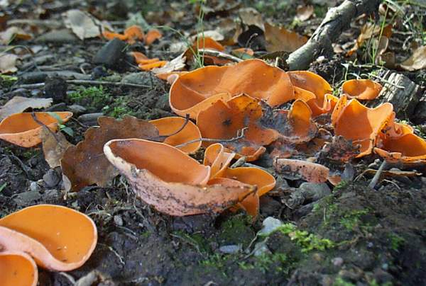 Aleuria aurantia, Orange Peel Fungus, a large group