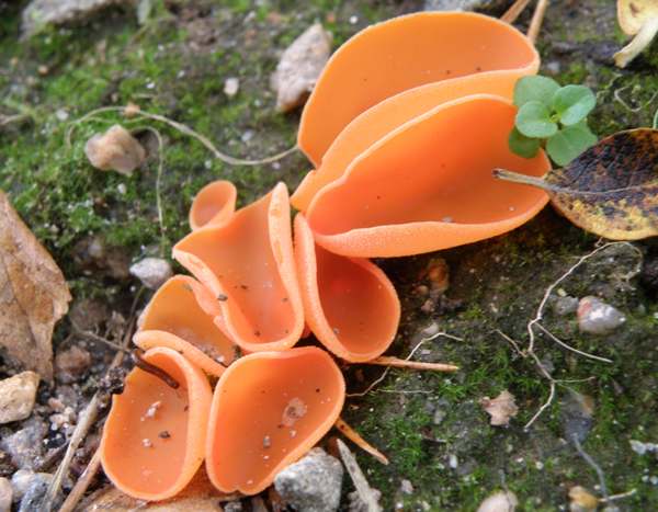 Aleuria aurantia, Orange Peel Fungus, Pembrokeshire, Wales UK