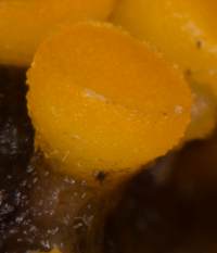 Byssonectria terrestris, closeup