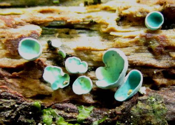 Chlorociboria aeruginosa - Turquoise Elfcup