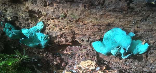 Chlorociboria aeruginosa - Turquoise Elfcup, England