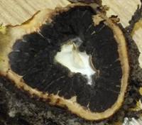 Cut section of a False Truffle Elaphomyces granulatus