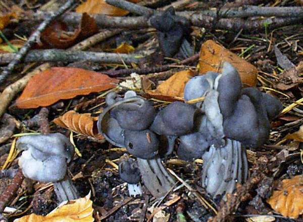 Helvella lacunosa, Elfin Saddle fungi