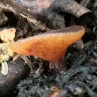 Lanzia echinophila, Hairy Nuts Disco, infertile surface and stem