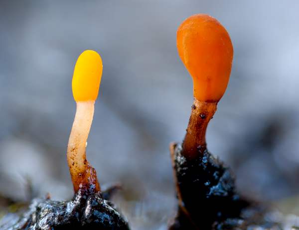 Mitrula paludosa, Bog Beacon - yellow and orange forms