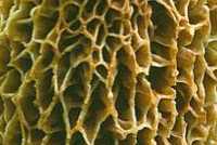 Honeycombe-like cupped surface of a Morel