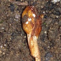 Parasaria Paraisaria gracilis, a parasitic fungus