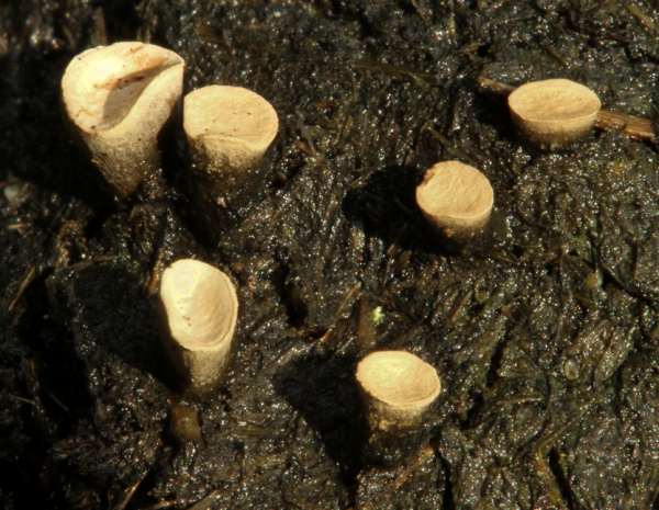 Poronia punctata - Nail Fungus, New Forest, Hampshire, England