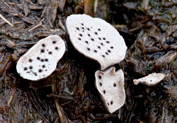 Poronia punctata - Nail Fungus, New Forest, Hampshire, southern England