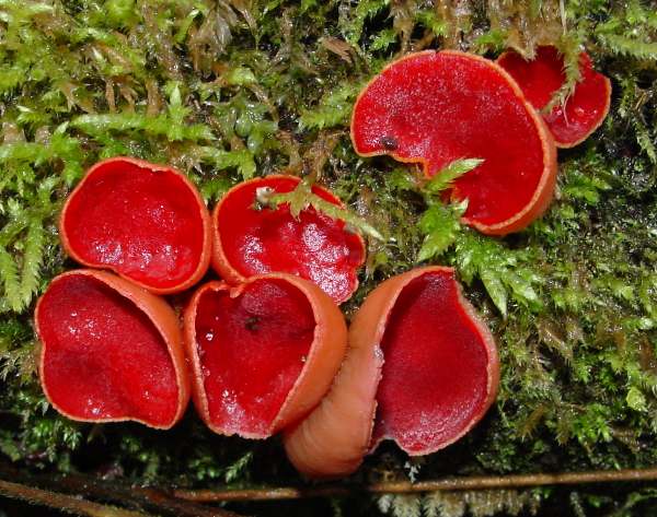 Sarcoscypha austriaca - Scarlet Elfcup fungus
