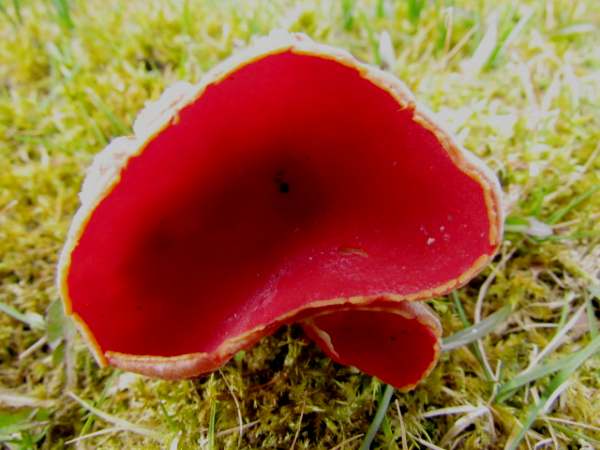 Sarcoscypha coccinea - Ruby Elfcup fungus, by Simon Harding