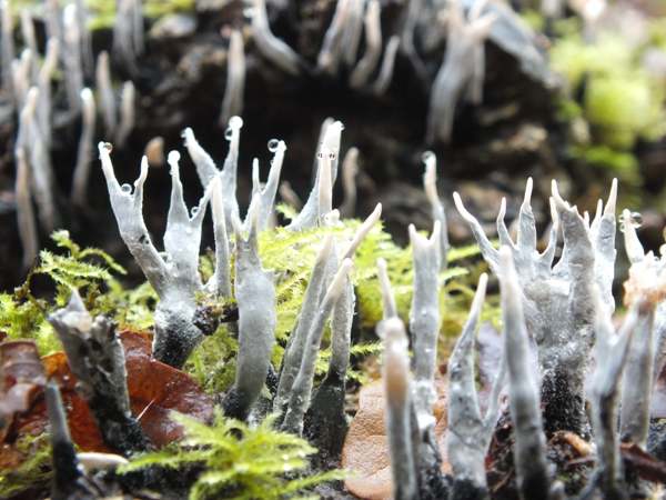 Xylaria hypoxylon - Candlesnuff Fungus, Scotland