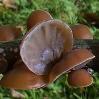 Jelly Ear Fungi on a dead Elder branch