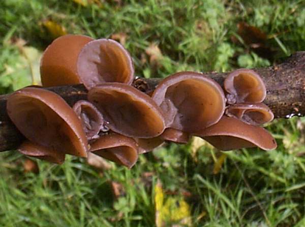 Auricularia auricula-judae - Jelly Ear Fungus, Cambridgeshire, England